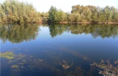 Дуб под водой — копия.jpg