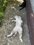 IMG_9163.jpeg