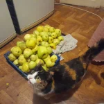 20261018_211744.webp