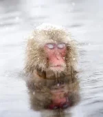 monkeys_9.webp