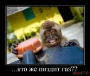 kto-zhe-voruet-gaz_IMGMhhiW1_image_small.webp