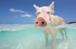 swimming-pig-2_1444701i.jpg