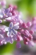 0a11731965baa197c52e9a5ce9459fe0.webp