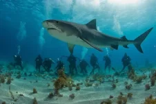 акулки3.webp