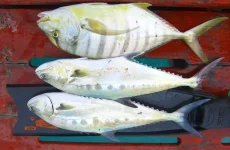 0013.webp