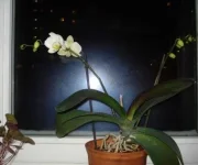 DSC00775.webp