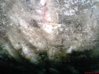 DSC00079.webp
