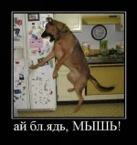 1297763751_x_53043ad6.webp