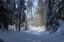 дуглас 026.webp