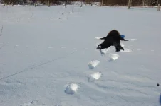 дуглас 029.webp