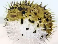 fish-003c.webp