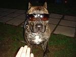 user4839_pic11087_1295999876_thumb.jpg