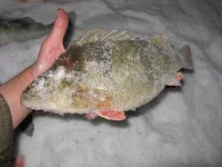 IMG_336611111.webp