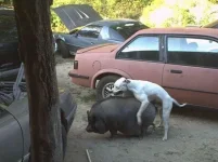были и мы .......все что шевелится.webp