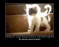 SOLARKITTY.webp