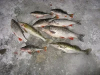 IMG_341111111.webp