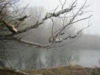12.webp