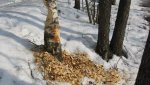 IMG_0241.jpg