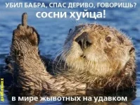 Бобер.webp