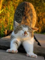 утро.webp
