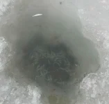 Замор 1.webp