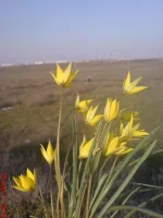DSC00551.webp