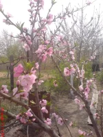 DSC00557.webp