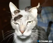 1213592370_11.webp