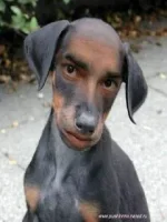 dog.webp