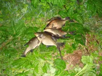 DSC01074.webp