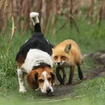 dog.webp