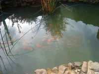 DSC00958.webp