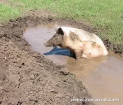 свин.webp