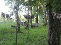 IMG_2703.webp IMG_2703.webp