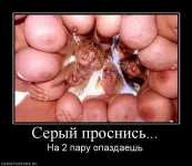 484648_seryij-prosnis.webp