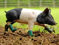rpy_pig_in_boots_080611_ssh.webp