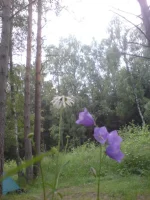 DSC00435.webp