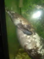 PA300810.webp