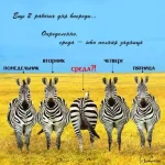 зебра.webp