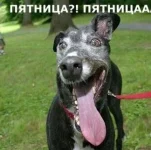 пятн 1.webp