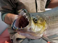 tiger_fish1.webp