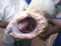 Goliath Tigerfish.webp