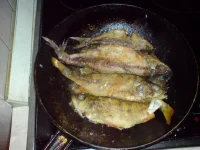 DSC00229.webp