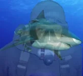 Frogman на картинку.webp