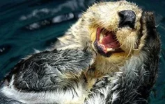 daily-otter-laughing.webp