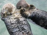 Sea_otters_holding_hands.webp