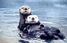 sea_otter_pair2.webp