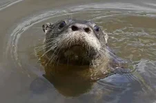 giant-river-otter.webp