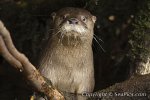 103390-450-southern-river-otter.jpg