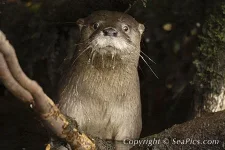 103390-450-southern-river-otter.webp
